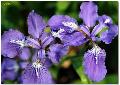 Japanese Roof Iris / Iris tectorum  